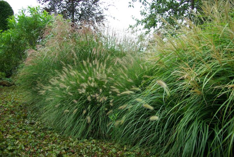 Catalogus | SIERGRASSEN en BAMBOE Catalogus | SIERGRASSEN en BAMBOE